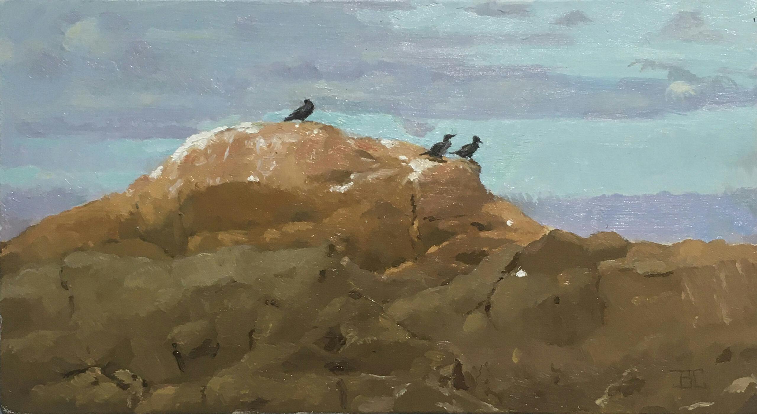 byron-seabirds